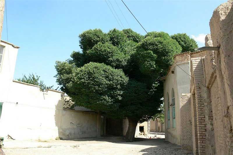 درخت کهنسال مقابل خانه تاریخی خاندان میرفخرایی