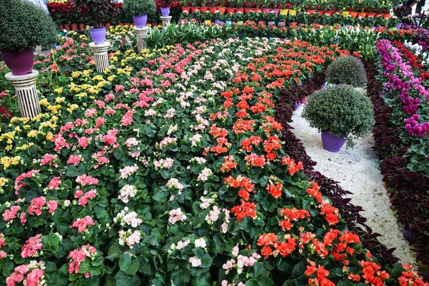 افتتاح شانزدهمین نمایشگاه بین المللی گل و گیاه از ۱۵ اردیبهشت ماه در تهران