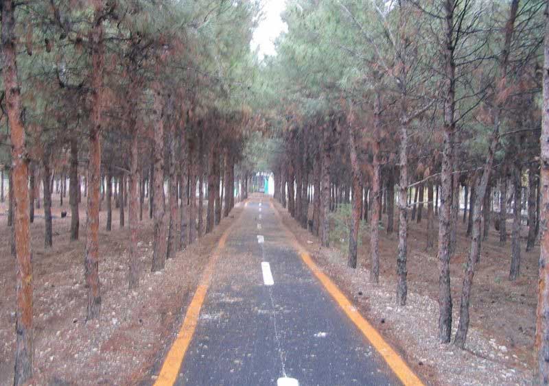 جاده آسفالت دوچرخه سواری در پارک جنگلی شهید چمران ساوه