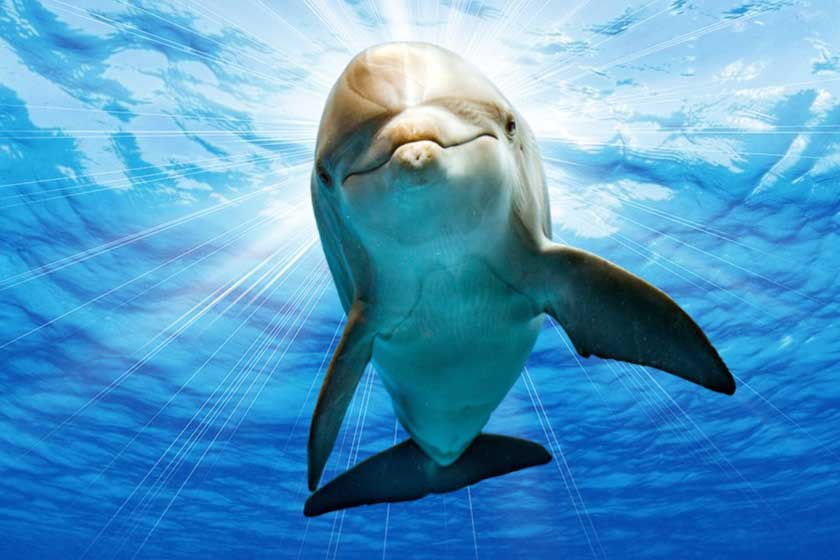 تجربه خاص تماشای دلفین‌ها در برج میلاد