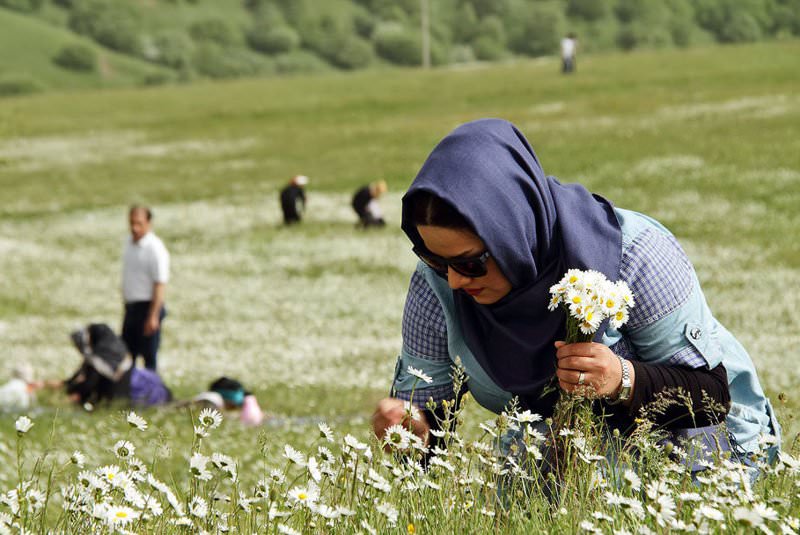 جشنواره گل های بابونه اردبیل