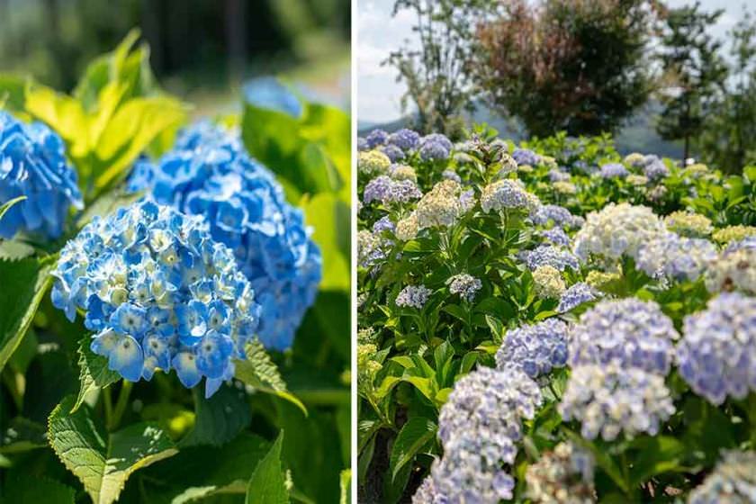 رکوردشکنی ژاپن با باغی از گل های ادریس