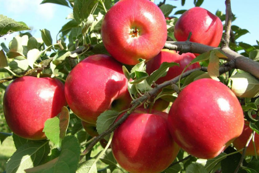 برگزاری جشنواره ملی سیب در سلماس