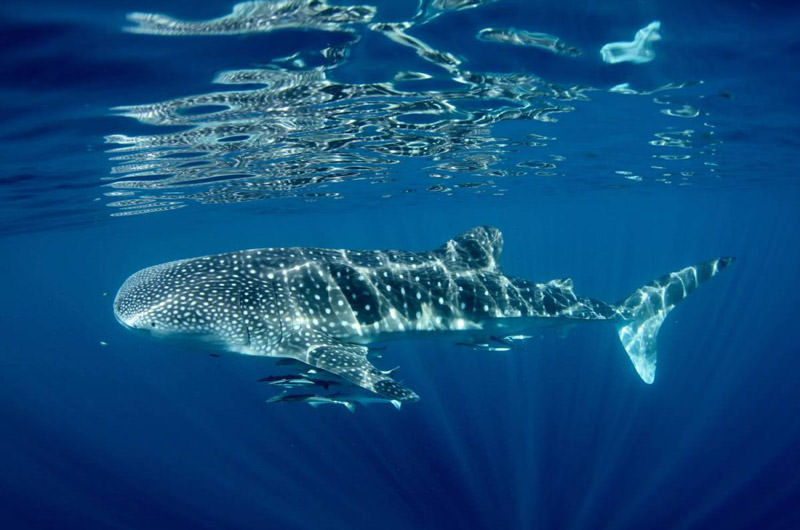 جالب ترین مکان ها برای تماشا و شنا با کوسه نهنگ ها