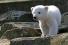 زیستگاه طبیعی خرس‌ های قطبی کاکرن