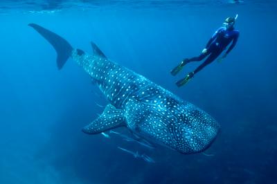 جذاب ترین مکان ها برای تماشا و شنا با کوسه نهنگ ها کجا هستند؟