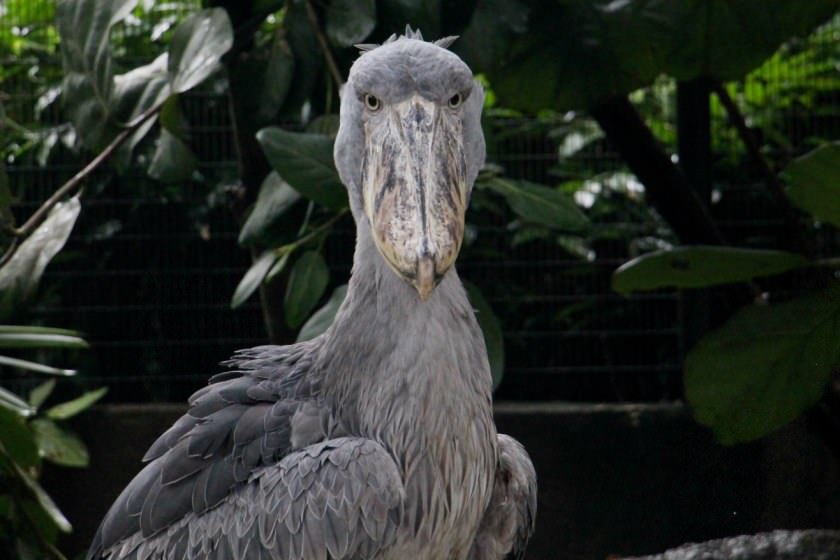 پرنده ای از دوران ماقبل تاریخ در پارک پرندگان سنگاپور