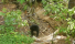 مرکز حفاظت از خرس آفتاب بورنئو
