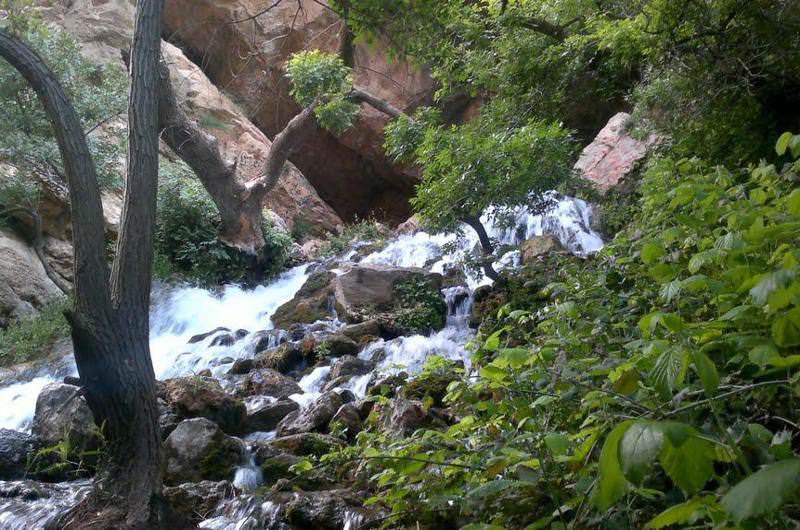 پوشش گیاهی انبوه در آبشار آب ملخ