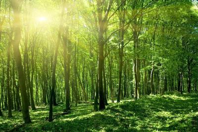 وقف ۴۰ سال زندگی برای خلق یک جنگل در هند
