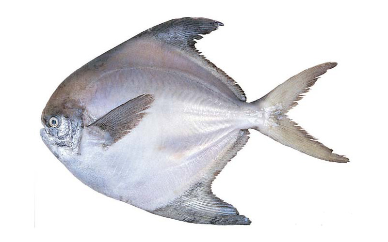 ماهی جنوب از سوغات آبادان