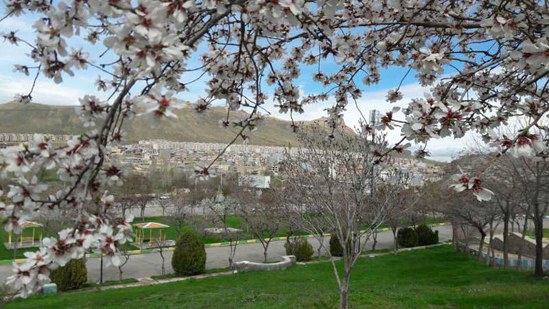 شکوفه های درختان چال تپه