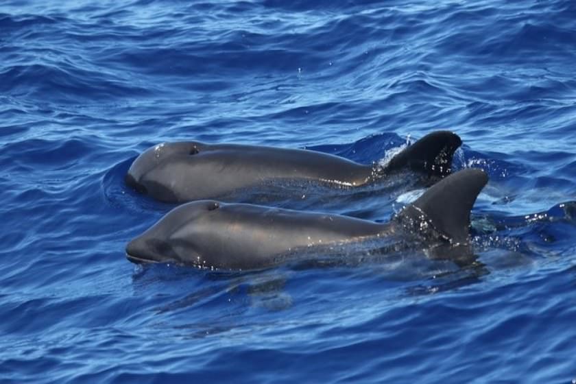 کشف یک دورگه نادر از نهنگ-دلفین ها در سواحل هاوایی