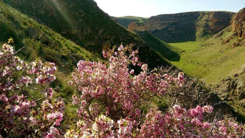 گلهای وحشی صورتی در تپه سراب گرگین