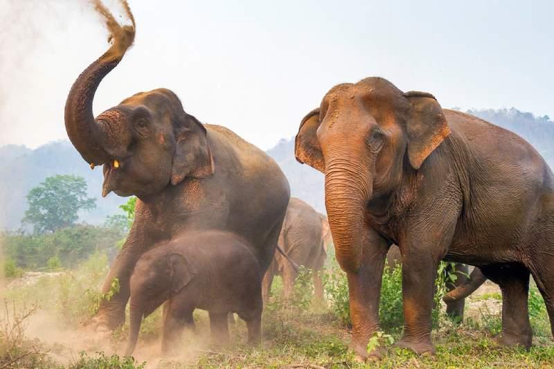 فیل سواری، تفریحی به بهای شکنجه حیوان