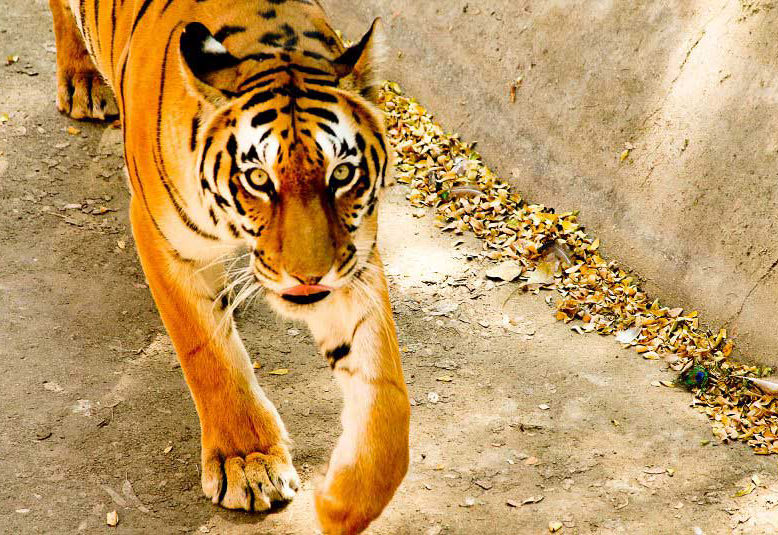 باغ وحش جیپور (Jaipur Zoo)