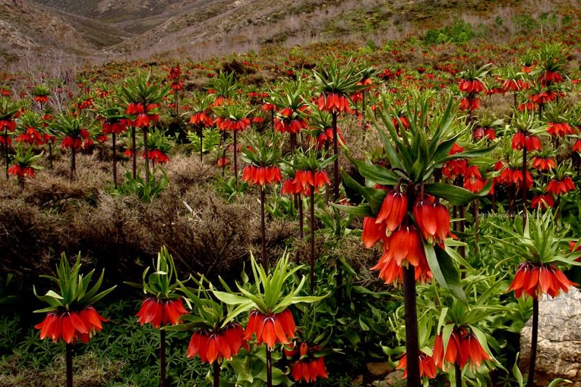 در جستجوی لاله های واژگون