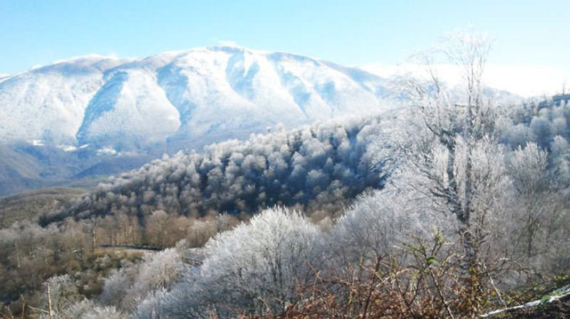 درختان پوشیده از برف در قله درفک