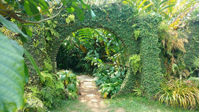 گیاهان زینتی در باغ بریف بنتوتا، سریلانکا