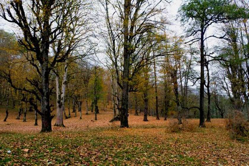 بوستان جنگلی صفارود 