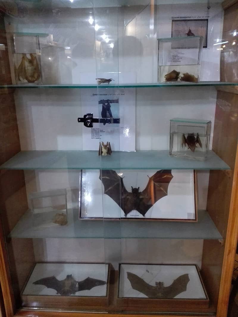 خفاش های خشک شده در موزه دانشگاه اراک