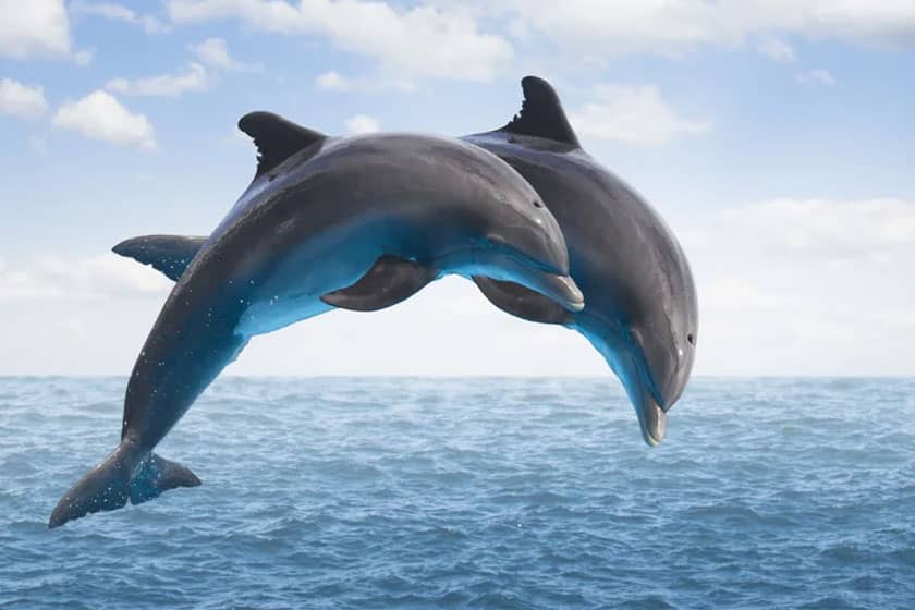 دلفین‌ها در کار گروهی، هماهنگ عمل می‌کنند