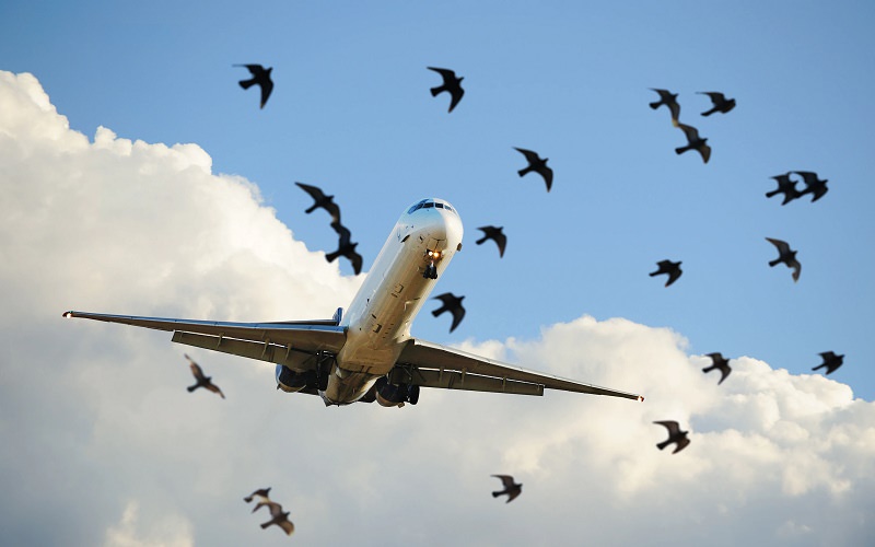 پرندگان مهاجر و پرواز هواپیماها در ارتفاع ۱۱ هزار متری