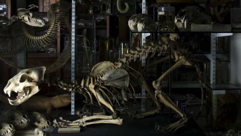 اسکلت باستانی در موزه جانورشناسی گرانت