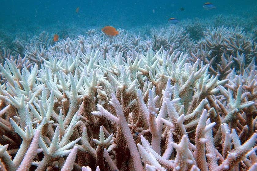 فاجعه‌ای زیست‌محیطی: مرگ مرجان‌های خلیج فارس