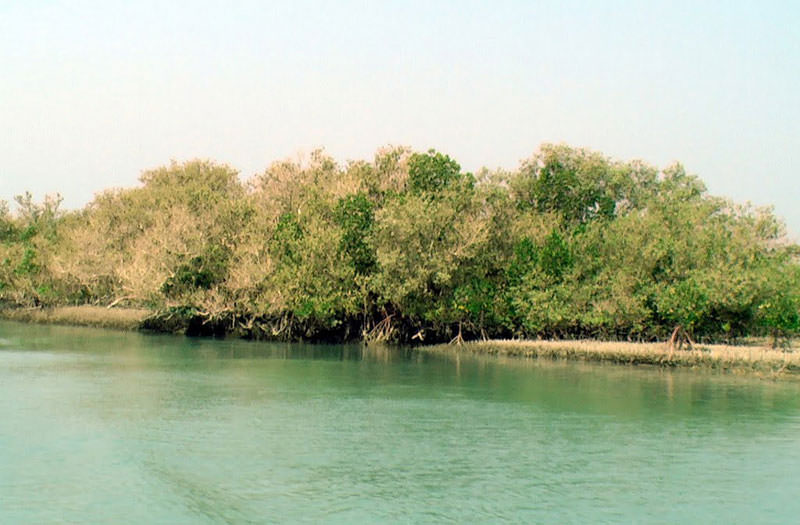 منطقه حفاظت شده حرا رود گز