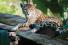 جنگل حفاظت شده آبگیر کاکس کامب 