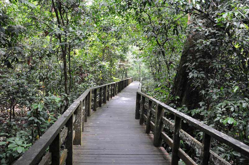 مسیر پیاده روی چوبی در مرکز اکتشاف جنگل بارانی