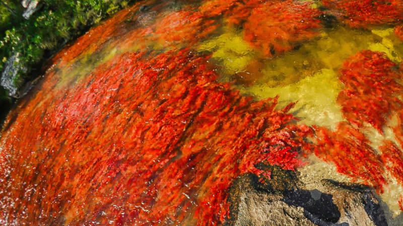 رودخانه رنگین کمان کانو کریستال