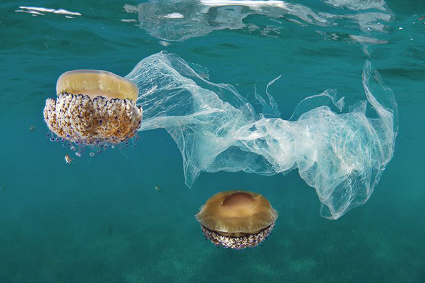 مضرات آلودگی پلاستیکی برای باکتری‌های تولیدکننده اکسیژن 
