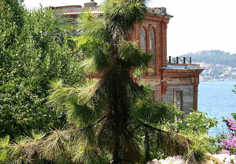 حیاط و درختان خانه تروتسکی در حاشیه دریای مدیترانه