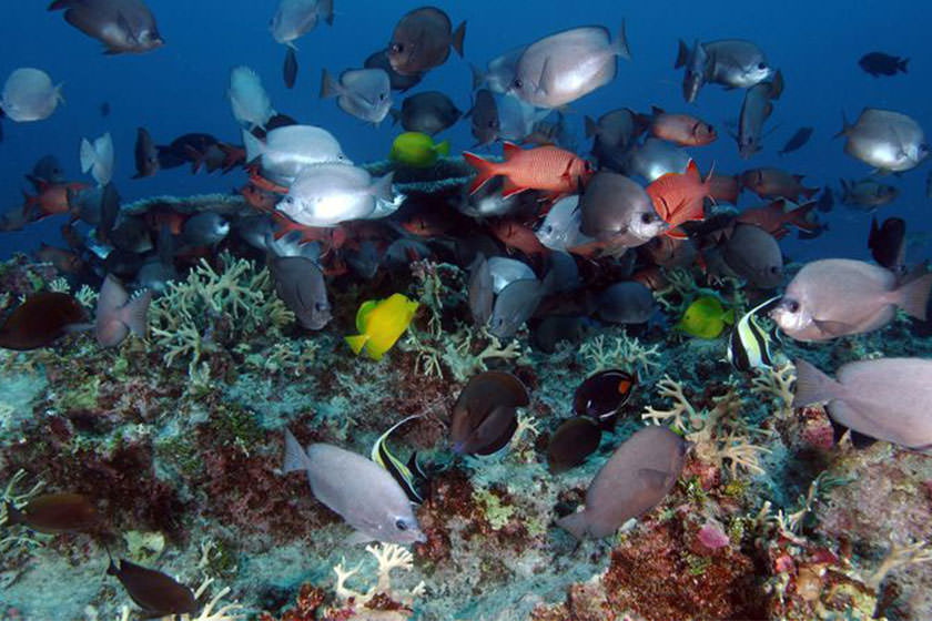 اهمیت نجات مرجان‌ها؛ به‌ مناسبت روز جهانی صخره‌های مرجانی