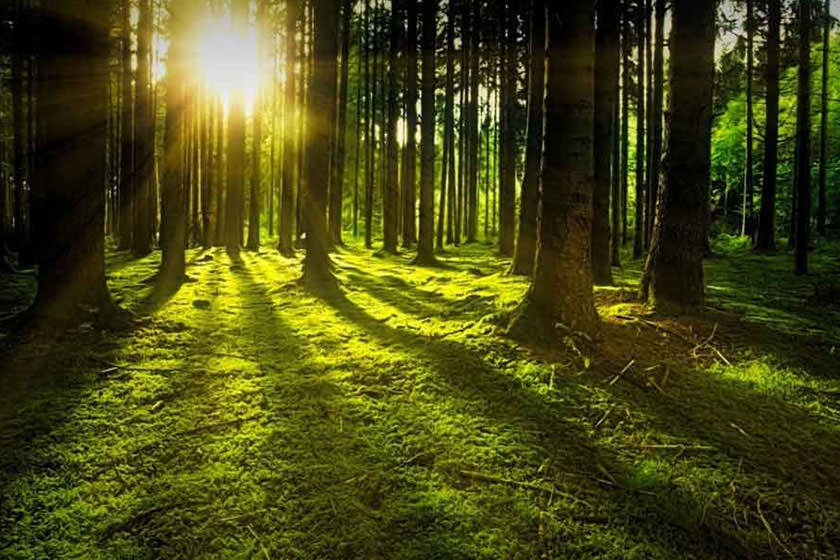 احیای جنگل ها، بهترین راهکار طبیعی مقابله با بحران اقلیمی