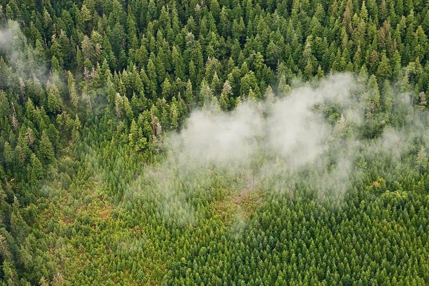 رئیس‌جمهور آمریکا دستور لغو محدودیت چوب‌بری در جنگل تونگاس را صادر کرد