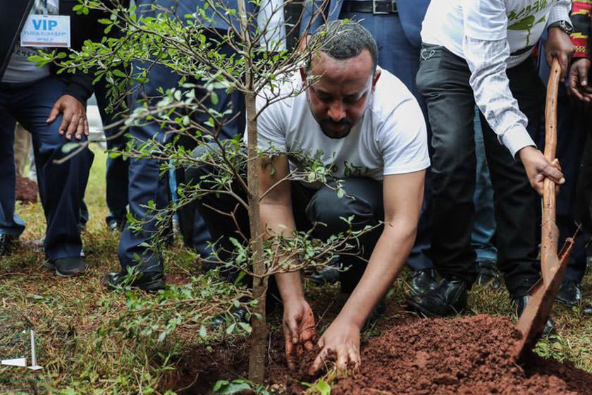 اتیوپی با کاشت بیش از ۳۵۰ میلیون درخت در یک روز، رکورد زد