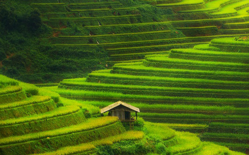 تراس‌های برنج مو کانگ چای ویتنام