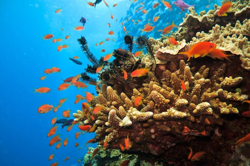 احیای مرجان‌ها به روابط بین خود مرجان‌ها بستگی دارد
