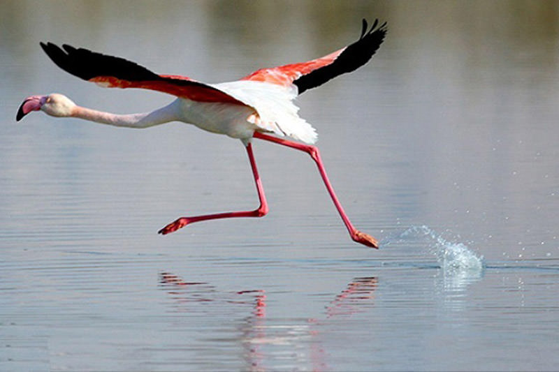 منطقه حفاظت شده مند