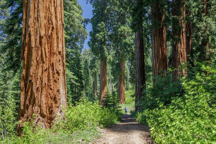 تلاش فعالان محیط زیست کالیفرنیا برای خرید جنگلی به ارزش ۱۵ میلیون دلار