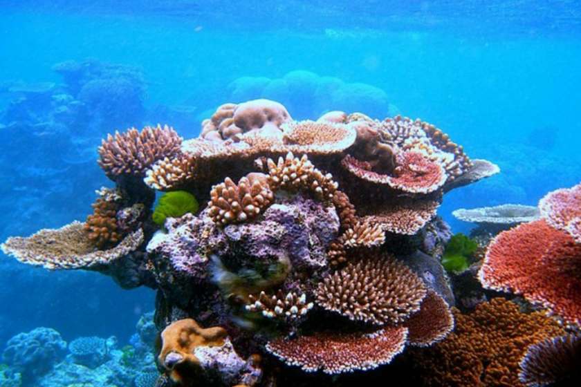 مرجان ها برای فرار از تغییر اقلیم، به دنبال خانه‌ای جدید هستند