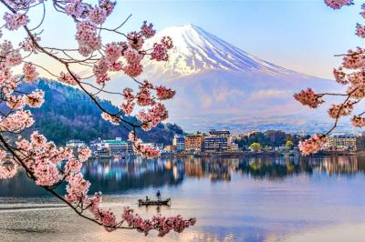 شکوفه های گیلاس ژاپن امسال زودتر باز می شوند