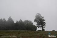 درختان در مه جنگل ابر