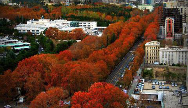 درختان چنار خیابان ولیعصر در پاییز