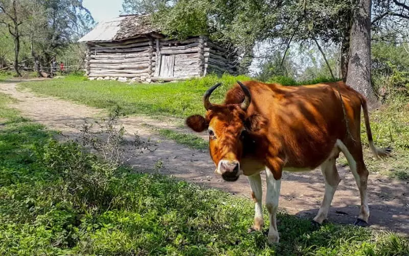گاوی در فضای سبز جلوی یک کلبه چوبی