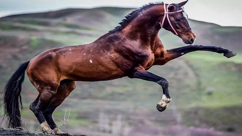 نژاد اسب سیستانی در کشور