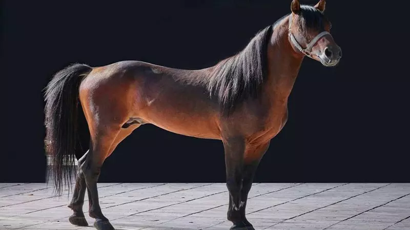 نژاد اسب خزر در ایران